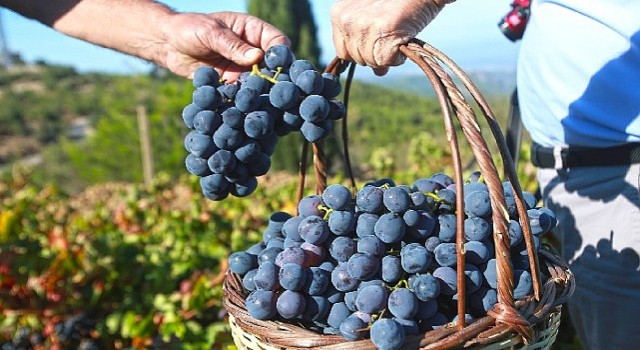 “Bu yılki üzümü Karabağlar Belediyesi&#39;ne borçluyuz”