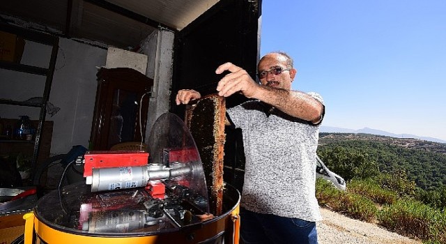 Bornovalı Arıcılarda Hasat Mutluluğu