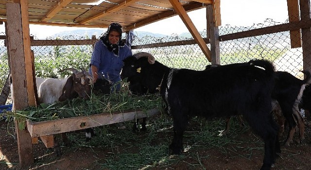 Kıl Keçisi Projesi için Son Başvuru 15 Eylül&#39;e Uzatıldı 