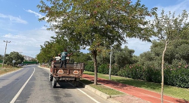 Milas Belediyesi mevsimsel bakım çalışmalarına devam ediyor