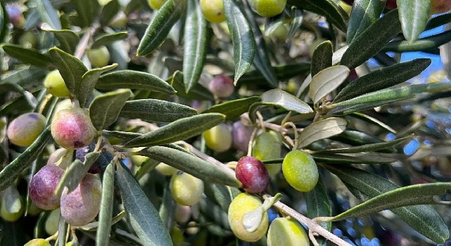 Aliağa, Zeytin Hasat Şenliğinde Buluşuyor