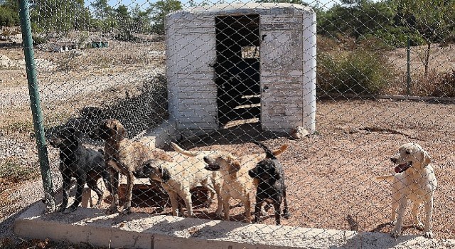 Egeli ihracatçılardan barınak hayvanlarına mama yardımı