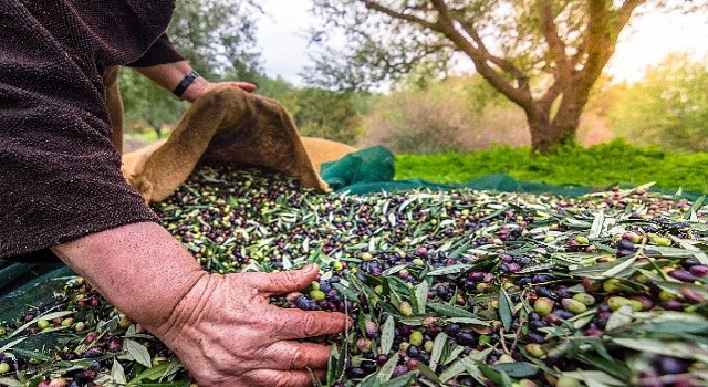 Türkiye;nin Sofralık Zeytin İhracatı 184 Milyon 510 Bin Dolar Oldu