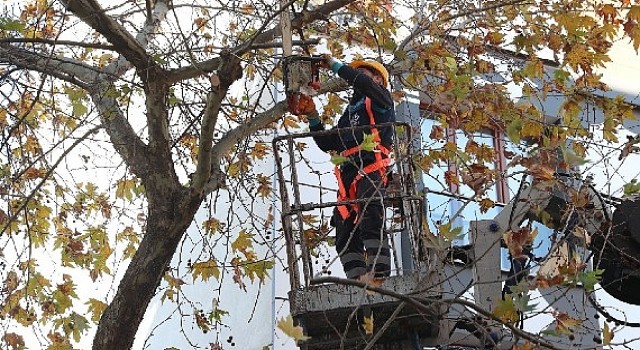 Bağcılar;da budanan dallar geri dönüşüme kazandırılıyor