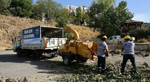 Budanan dallar gübreye dönüşüyor