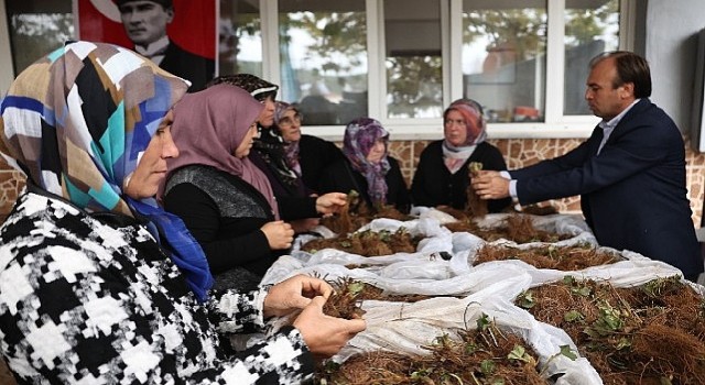 Nilüfer Belediyesinin desteğiyle çilek üretimi artıyor