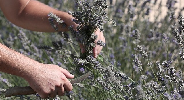 Tıbbi ve aromatik bitkilerin önemi ele alındı