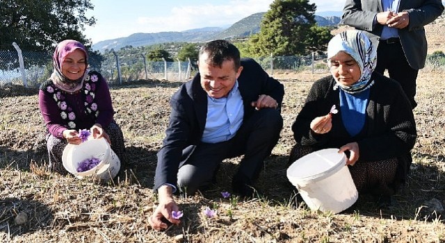 Yenişehirde safran üretimi üçüncü yılında