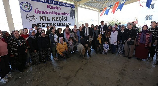 Büyükşehirden Seydikemerli Kadın Üreticilere Kıl Keçesi Desteği