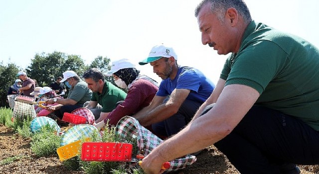 Büyükşehirden tarıma 236 milyon 210 bin TL destek