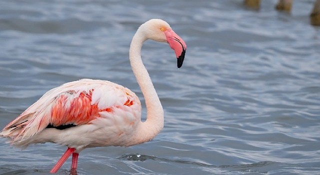 İzmit Körfezinde 351 flamingo kanat çırpıyor