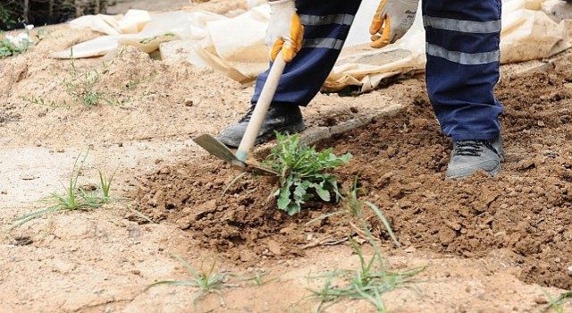 Karşıyakada bostanlar artıyor, kentsel tarım güçleniyor