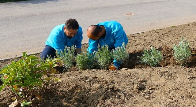 Büyükşehir, refüjleri ağaçlandırıyor