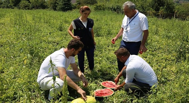 Büyükşehirden üreticilere karpuz tohumu desteği