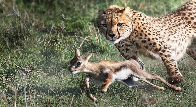 3 Bölümlük Yırtıcılar ve Avları National Geographic WILD Ekranlarında Başlıyor!