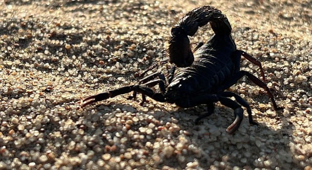 Afrikanın Ölümcül Avcıları: Beklenmedik Katiller Özel National Geographic WILD Ekranlarında!