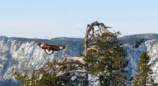 Avrupanın Vahşi Doğası Özel 19 Mayıs ve 26 Mayıs Pazar 20.00de National Geographic WILD Ekranlarında!