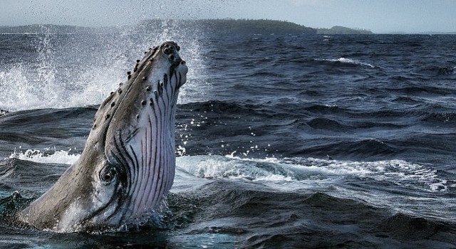 Dört Bölümlük Balinaların Gizemli Dünyası 2 Haziranda National Geographic WILD Ekranlarında Başlıyor!