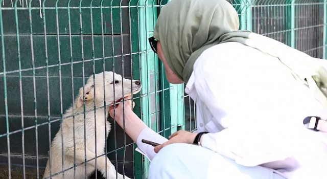 Hayvan Dostu Öğrencilerden Barınağa Ziyaret