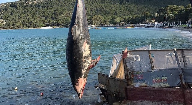 Kemer de ölü yunus balığı sahile vurdu