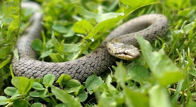 &apos;Şehirdeki Yılanların 10. Sezonu 1 Temmuzda National Geographic WILD Ekranlarında Başlıyor!