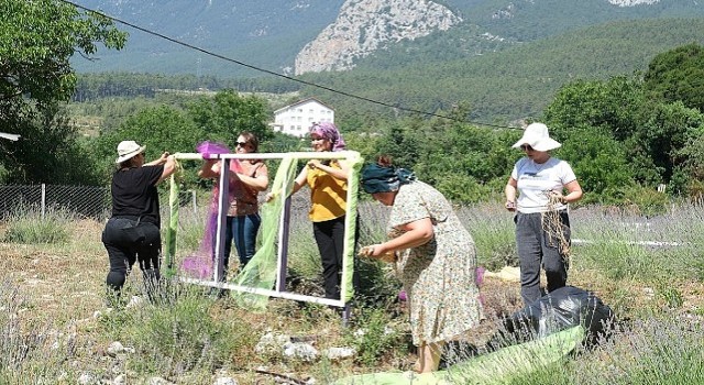 Kemerde lavanta tanıtım etkinlikleri başlıyor