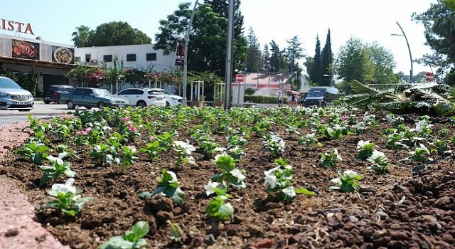 Kemerde mevsimlik çiçekler ekiliyor