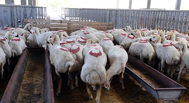 Konya Büyükşehir Kurban Bayramına Hazır