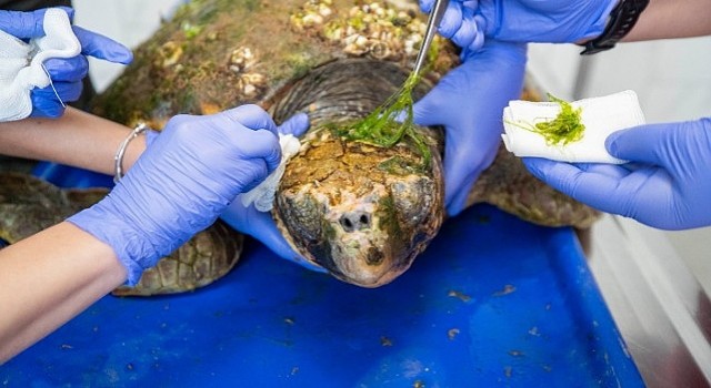 Körfez;deki yaralı Caretta caretta kurtarıldı