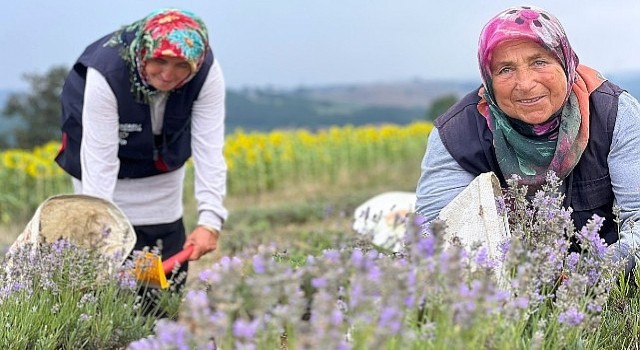 Kocaelide mor tarlalarda lavanta hasadı başladı