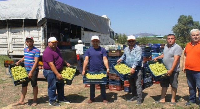 Superior Seedless çeşidi sofralık üzümün ihracat yolculuğu 11 Temmuzda başladı