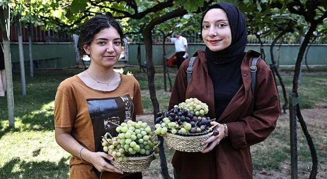 Bağcılarda bağ bozumu zamanı