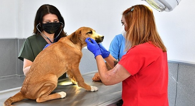 İzmirde bir yılda 95 bin sahipsiz hayvan kısırlaştırıldı