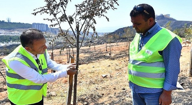 Yangınların etkilediği 15 bin ağaç tedavi edilerek hayatta tutulacak