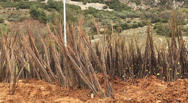 Muğla Büyükşehir Belediyesi “Her Kapıda Bir Fidan” projesi ile ücretsiz fidan dağıtımına başlıyor.