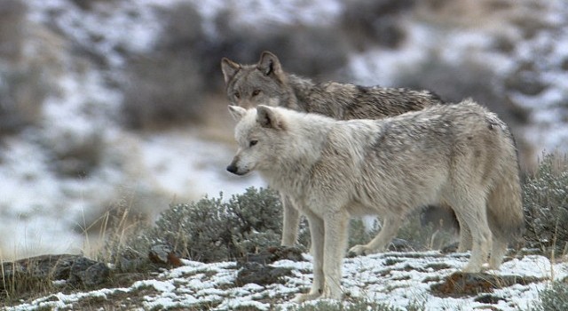 Yellowstone Kurtları: Miras 17 Eylül Salı Günü 21.00 de National Geographic WILD Ekranlarında!