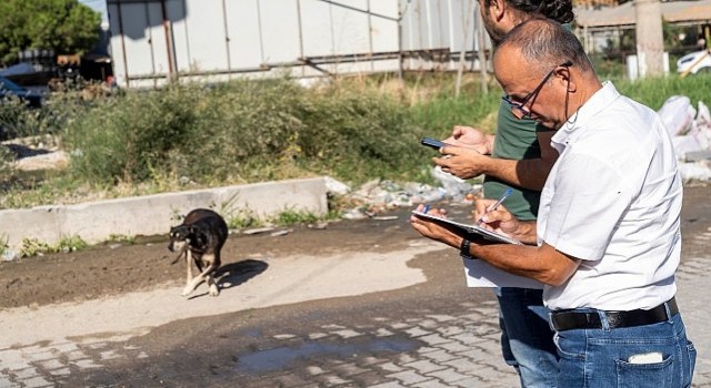 Sahipsiz Köpek Popülasyonu Yönetimi İzmir Eylem Planı uygulanıyor