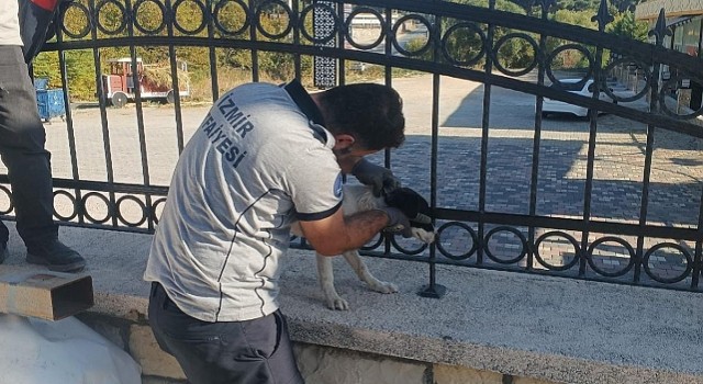 Kafası demir parmaklıklara sıkışan köpek itfaiye tarafından kurtarıldı