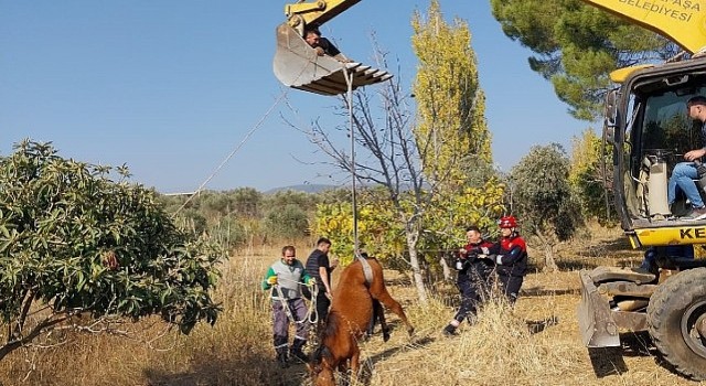 Kemalpaşa Ulucak Mahallesinde su kuyusuna düşen yılkı atı, ekiplerin yoğun çalışmaları sonucu kurtarıldı