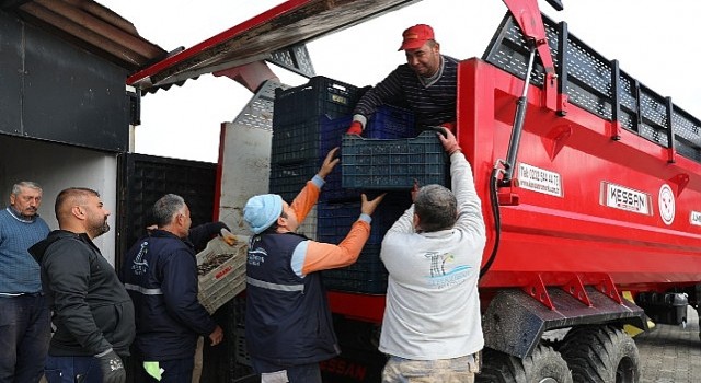 Seferihisarda Zeytinyağı Sezonu Açıldı