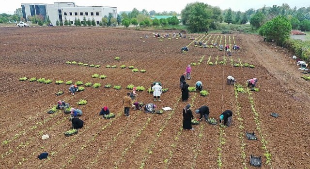 TABİP öğrencilere anlatıldı; 5 milyon fide toprakla buluşturuldu