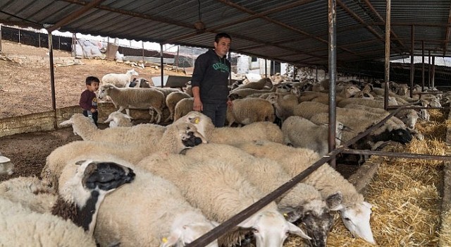 Yangın mağduru çiftçilere 225 ton yem desteği