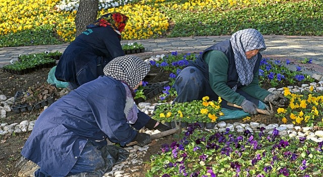 300 bin kış çiçeği toprakla buluşuyor