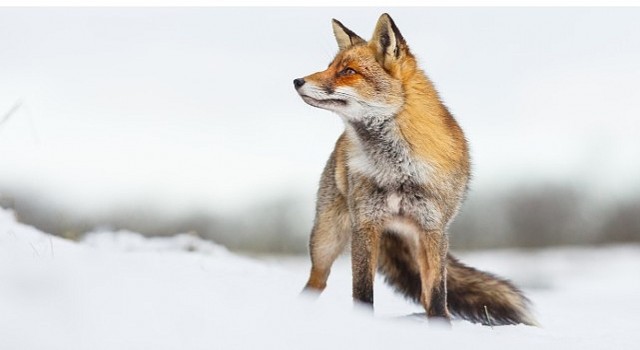 İlgi Çekici Hikayesiyle “Vahşi Transilvanya: Drakulanın Gizli Krallığı” 15 Aralık Pazar Günü 20.00da National Geographic WILD Ekranlarında!