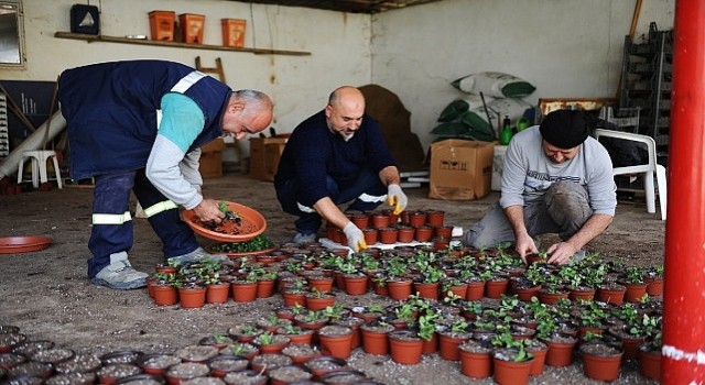 Karşıyaka Belediyesinin serasında binlerce çiçek yetişiyor