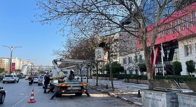 Mimar Sinan Bulvarındaki Çınar Ağaçlarına Kış Bakımı Yapıldı