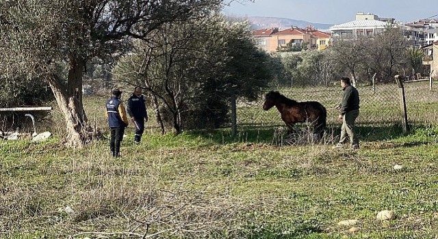 Kemalpaşada vatandaşlar tarafından yaralı halde bulunan Yılkı Atı, tedavi edilerek doğal yaşama salındı