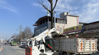 Sakarya’da ağaçlar budanıyor