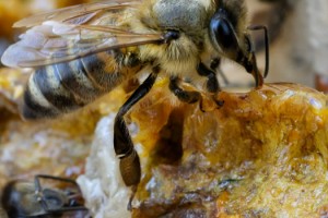 İftarda ve Sahurda Propolis Tüketerek Ramazan’ı Sağlıkla Geçirin