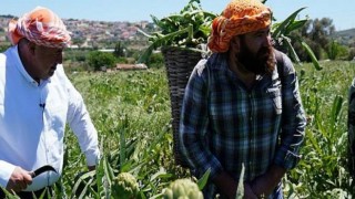 Çeşme’de sakız enginarı tarlada kalmayacak!